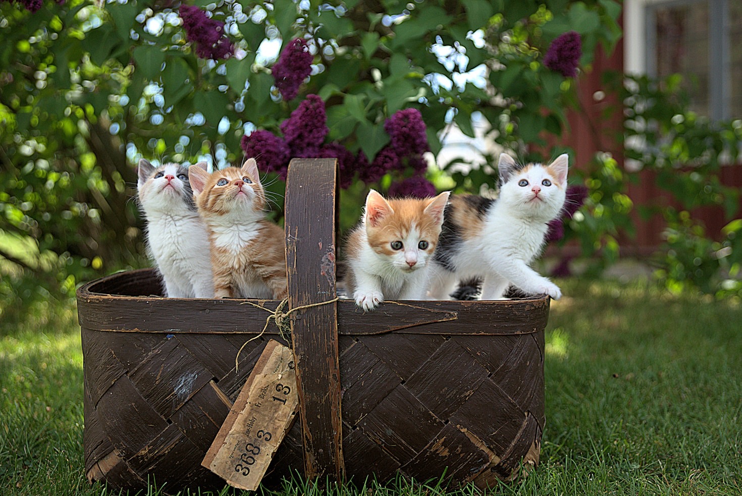The Joys of Living with Cats: An Enchanted Experience