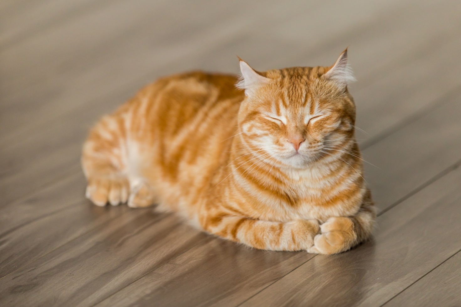 Exploring the Enchanted World of Feline Companionship