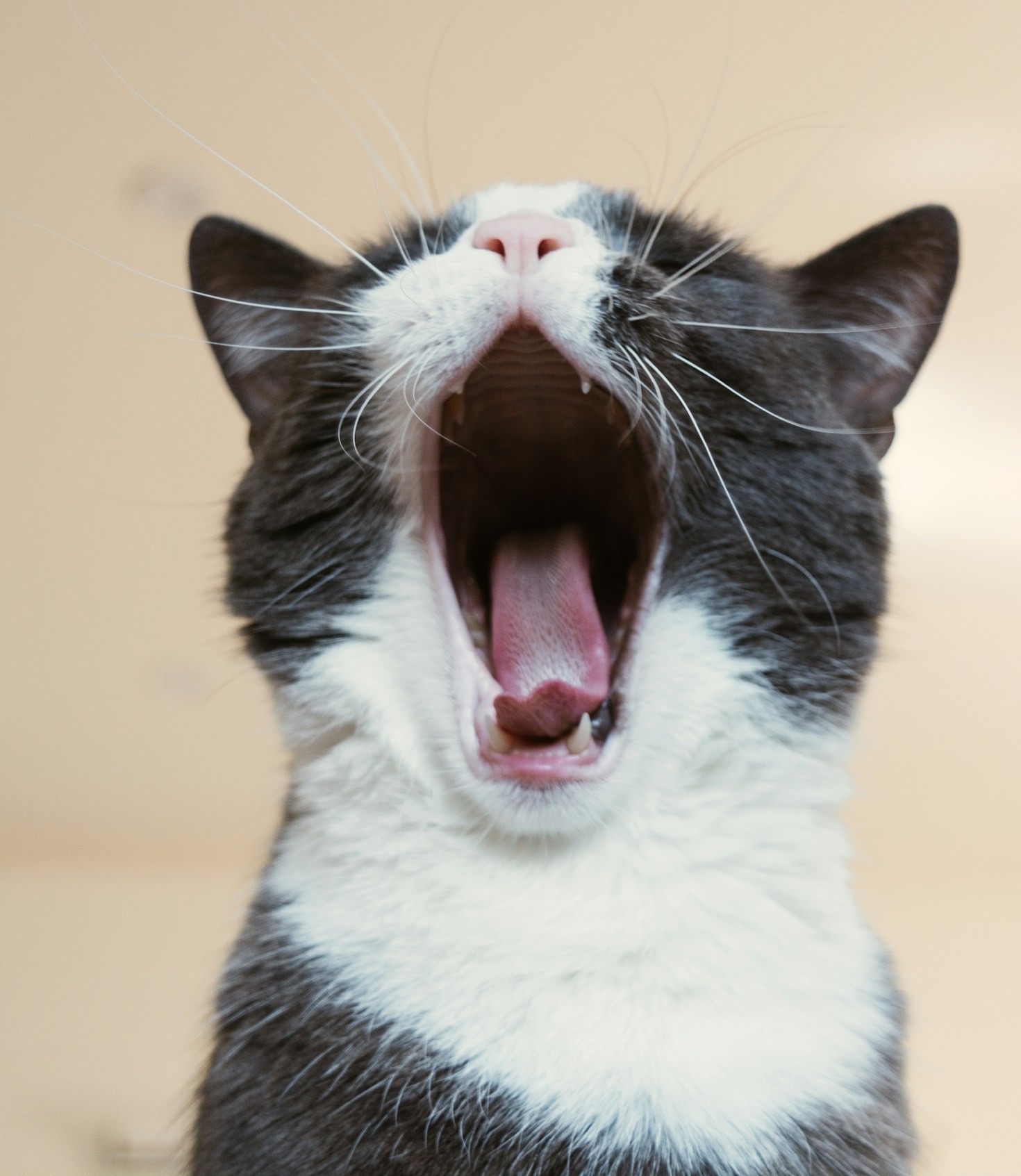 How Ellis’ Enchanted Cattery Enhances Cat Care