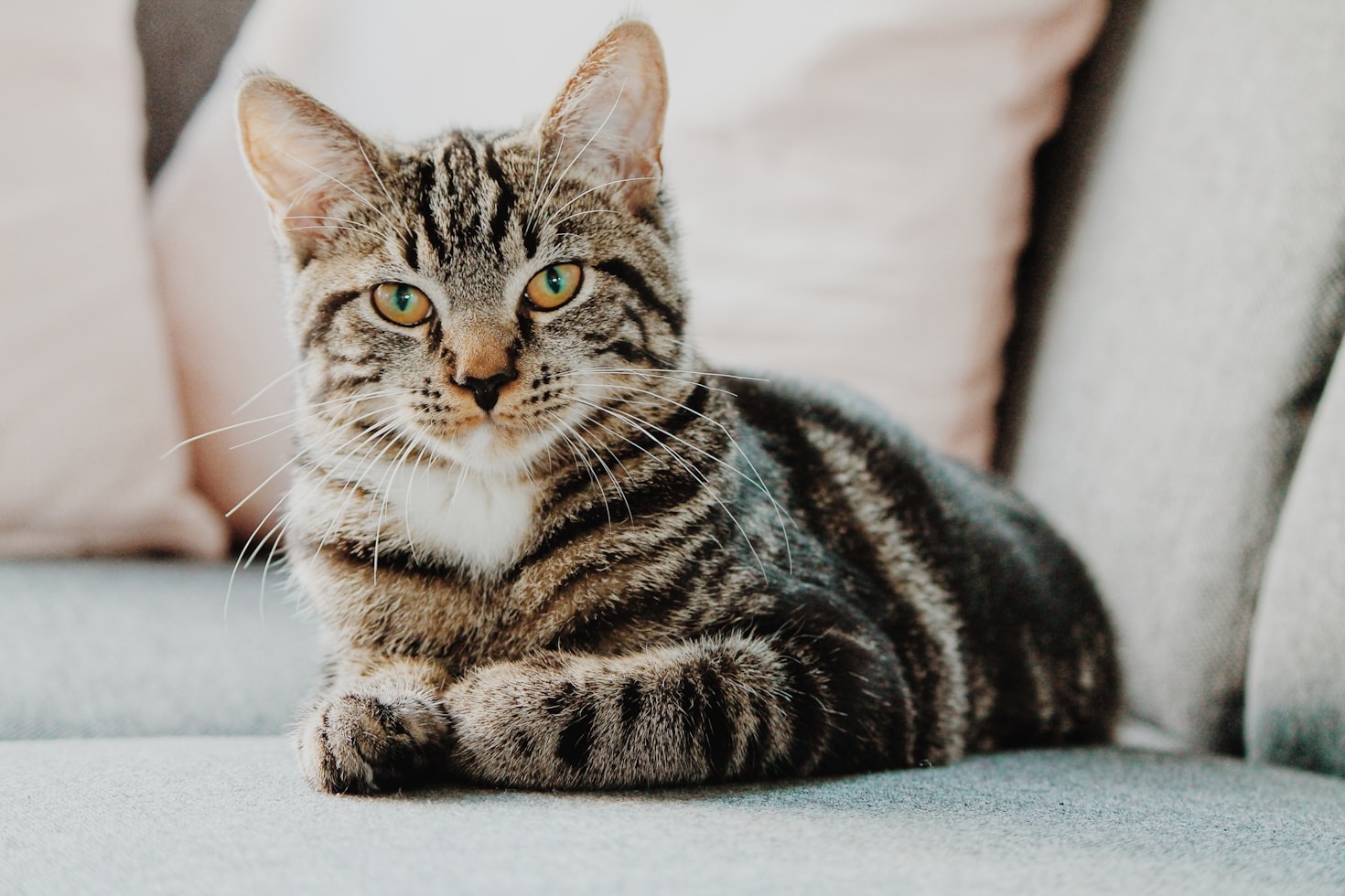 The Magic Behind Professional Feline Services