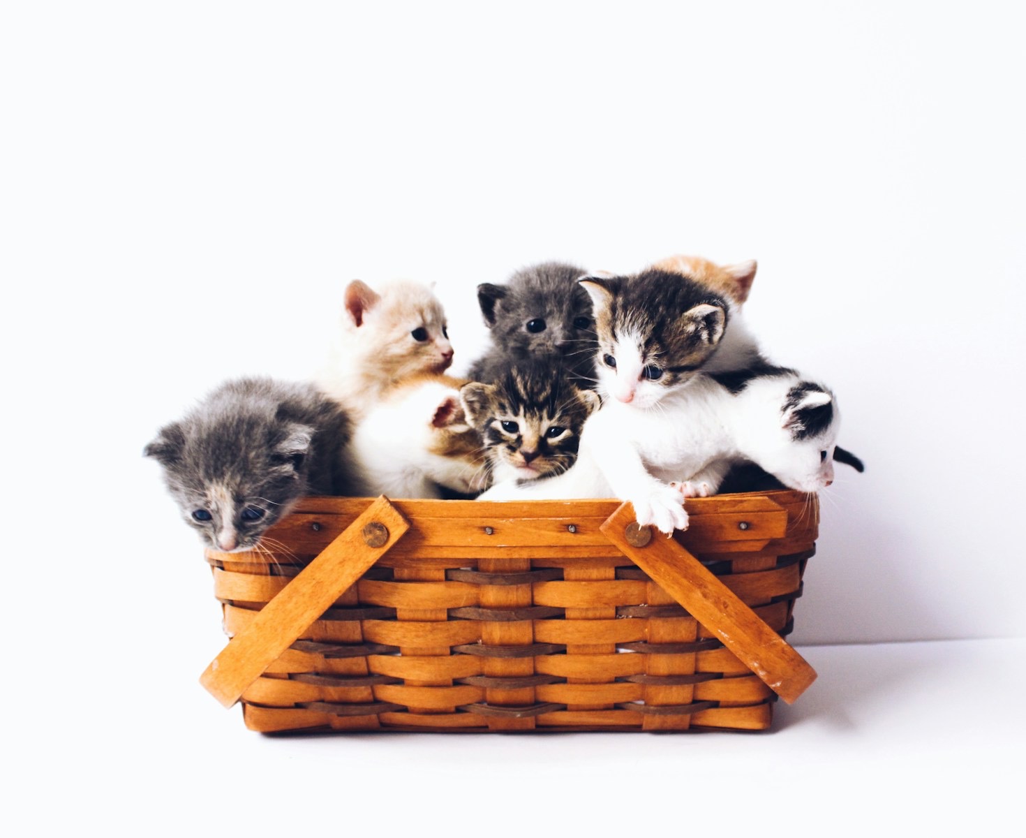 Creating Memorable Moments with Your Cats