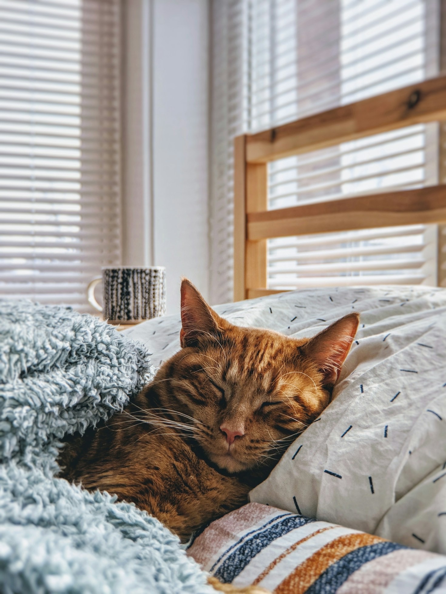Why Every Cat Lover Needs an Enchanted Cattery