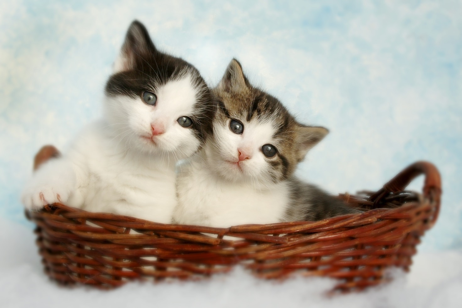 The Art of Capturing Cats: Visual Storytelling
