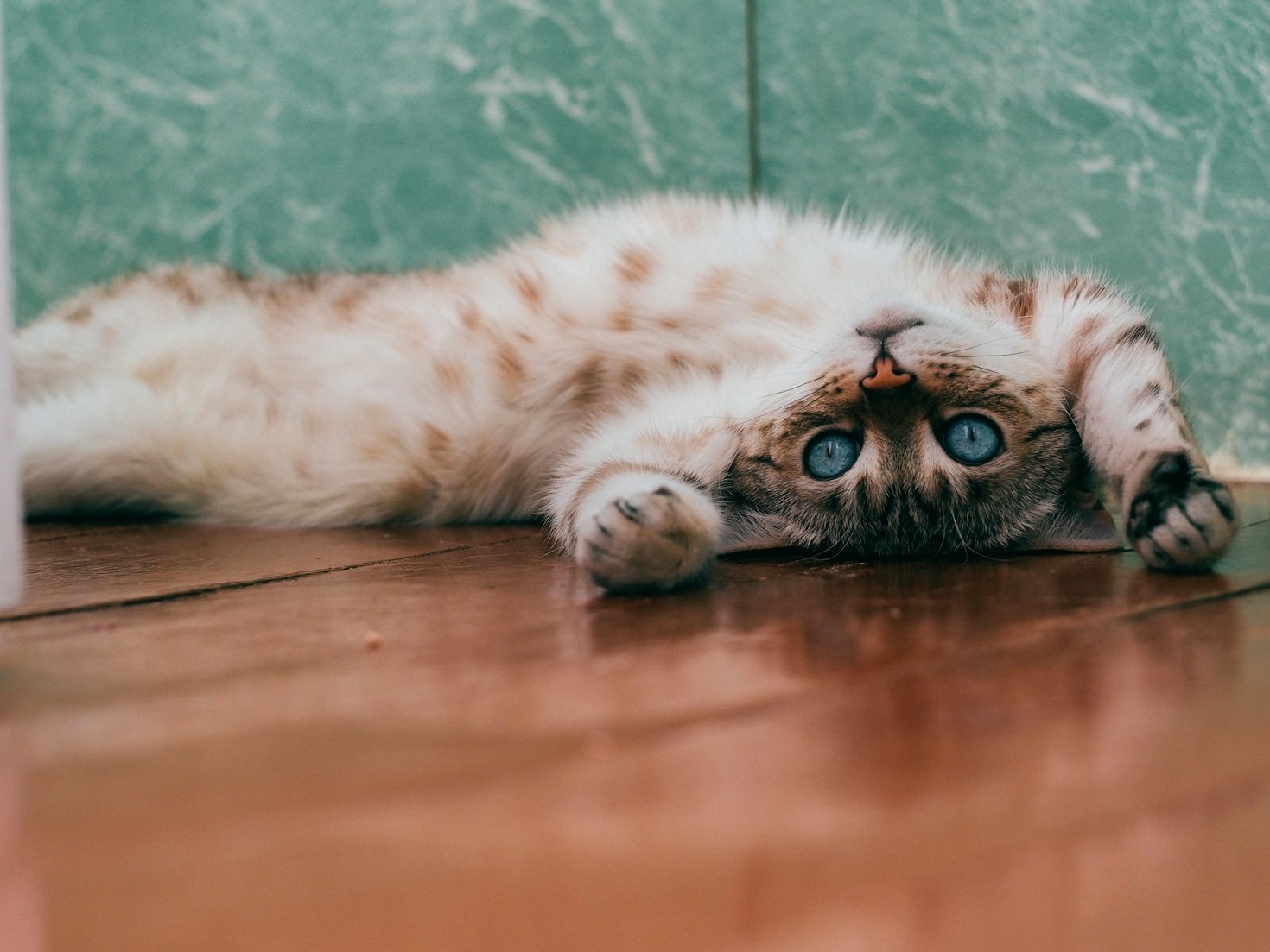 A Guide to Choosing the Perfect Cat Companion